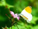 cardamines 4